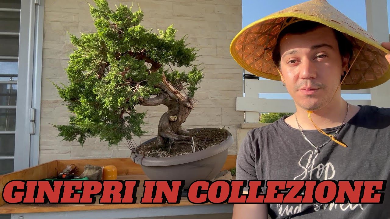 I BONSAI DI GINEPRO DELLA MIA COLLEZIONE (E TANTO VENTO)