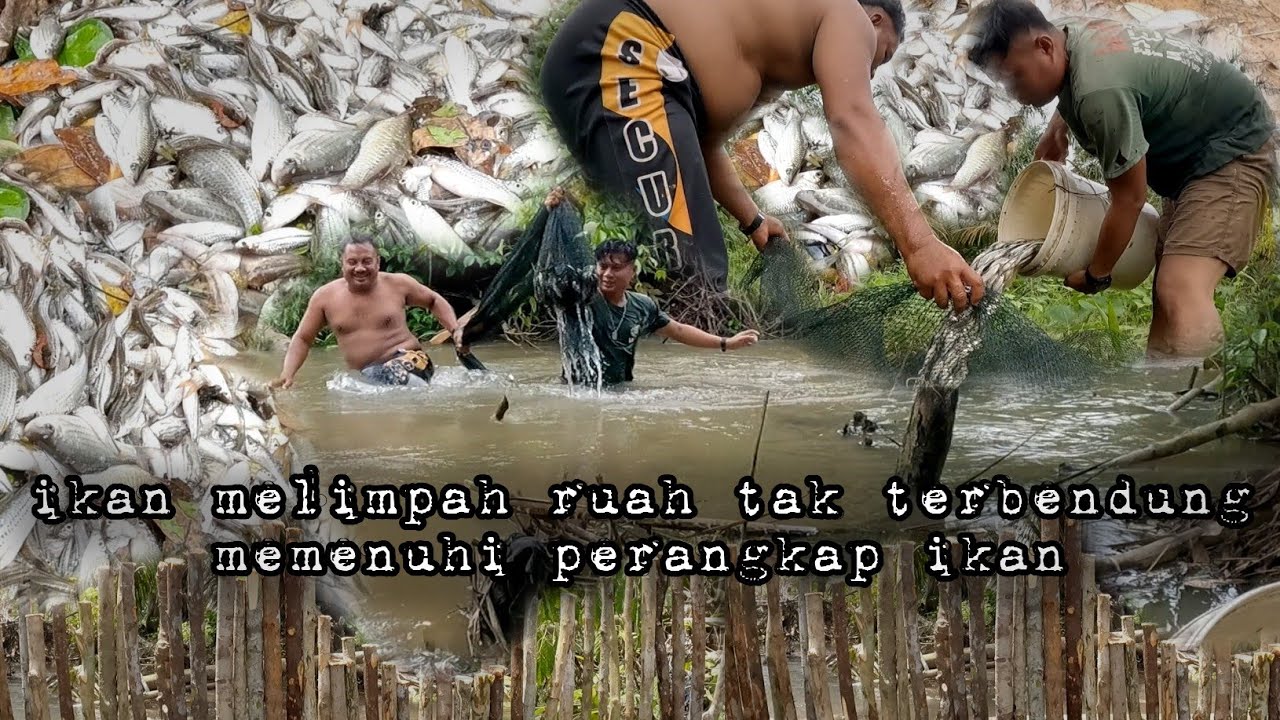 Real perangkap ikan penuh tak terbendung melimpah ruah warta petani muda hidup di hutan