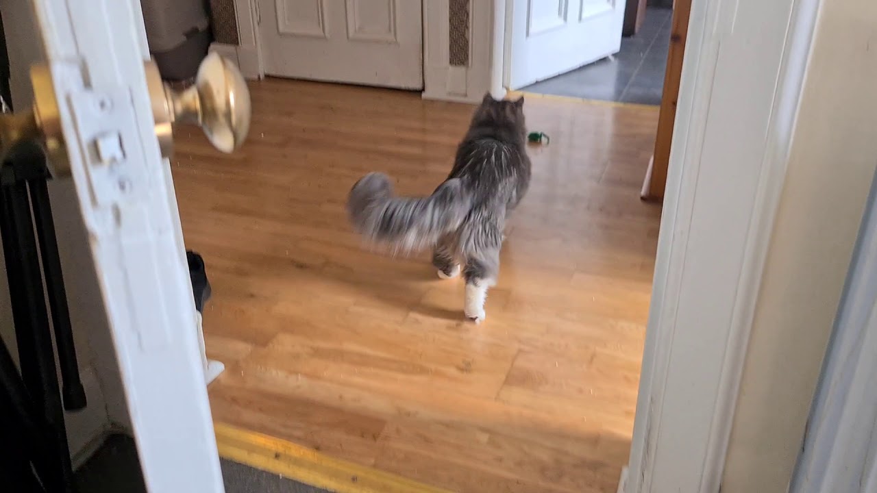 Leonard (Maine Coon cat) plays fetch