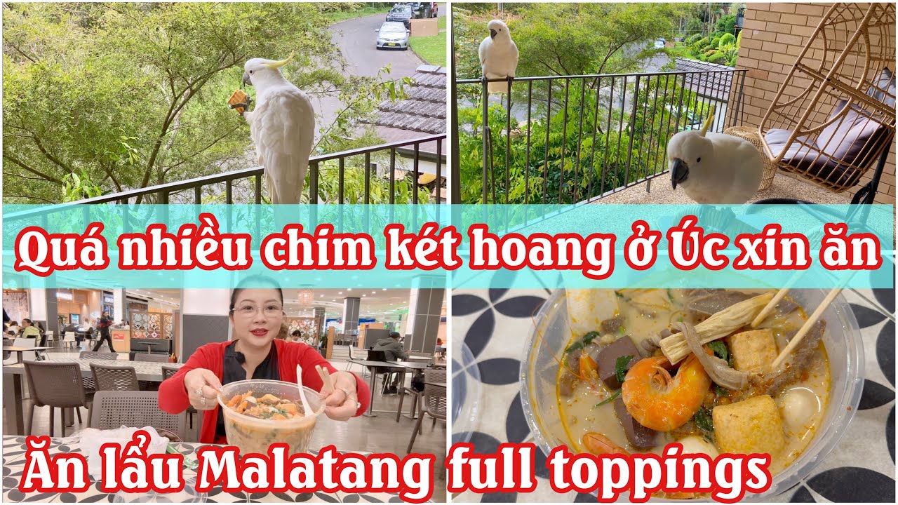 CUỘC SỐNG BÌNH DỊ Ở ÚC | CHO CHIM KÉT ĂN | ĂN LẨU MALATANG @chaurichescuocsonguc