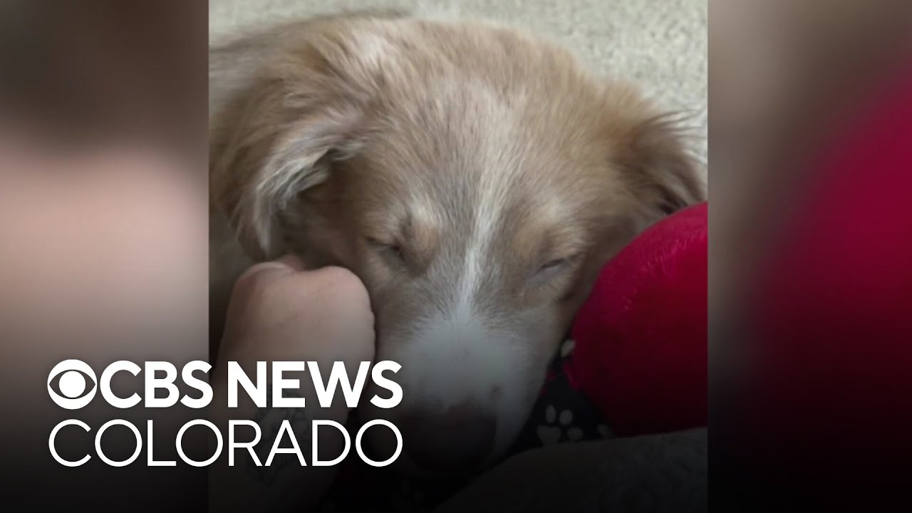 Colorado health officials issue warning after puppy tested positive for rabies