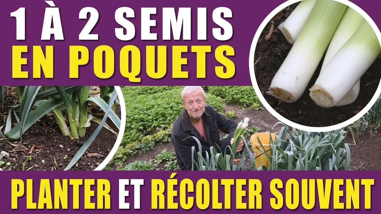 Réussir la culture des poireaux pour des récoltes toute l'année