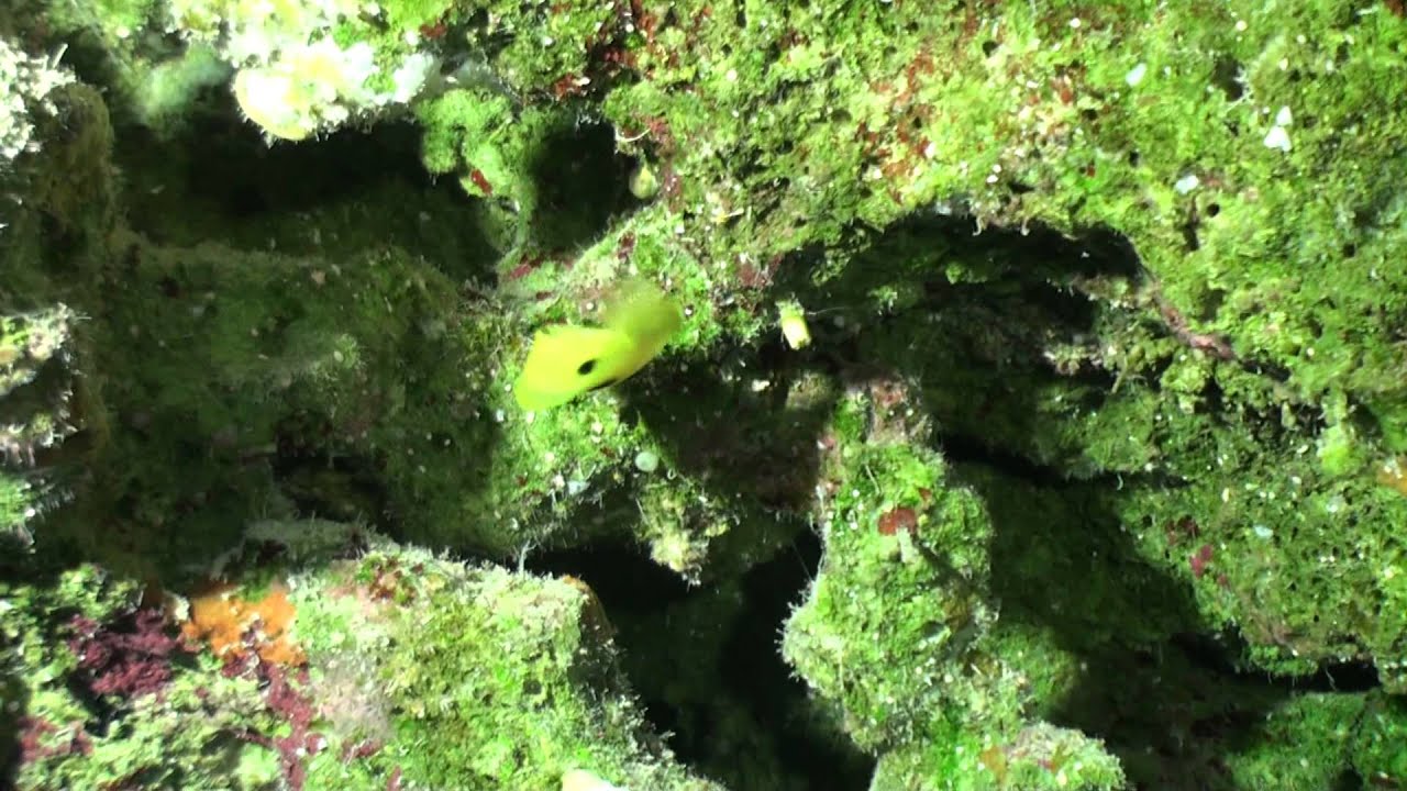 Centropyge narcosis and Centropyge boylei