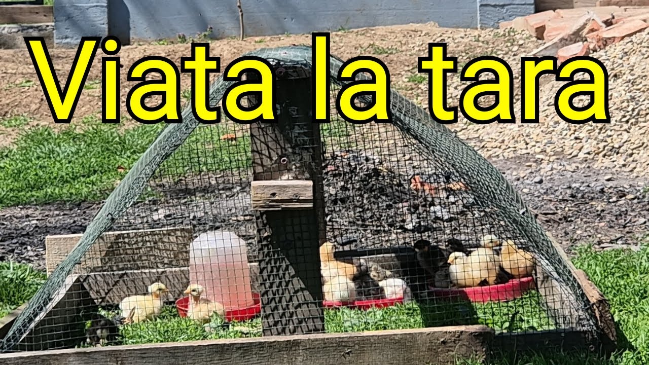Viata la tara- puisorii