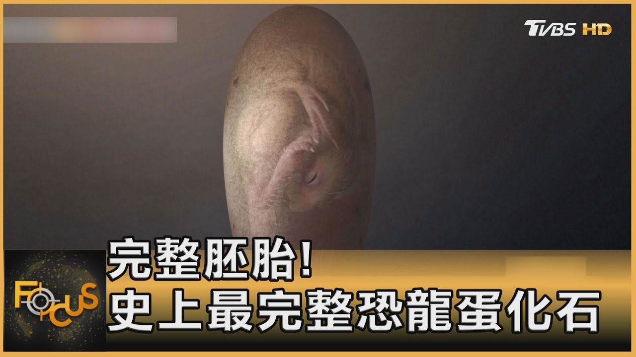 完整胚胎!史上最完整恐龍蛋化石 驚豔全球｜方念華｜FOCUS全球新聞 20211223
