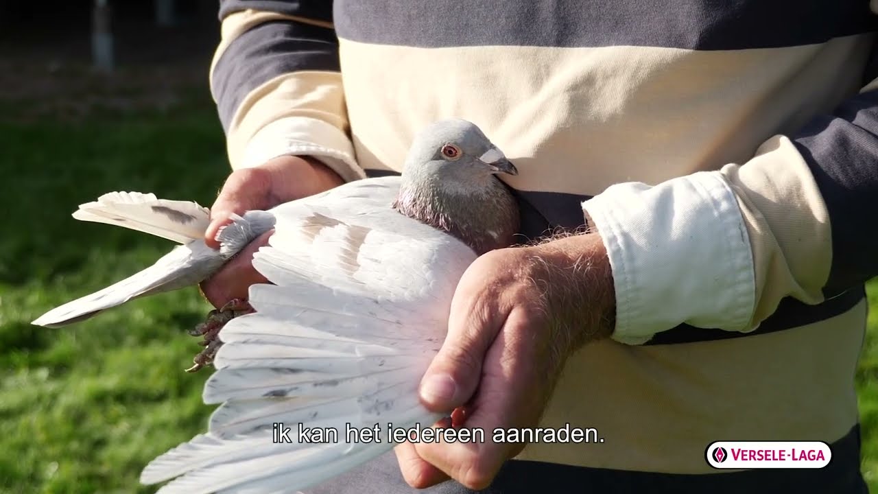 Peter Pennekamp over de kweekperiode