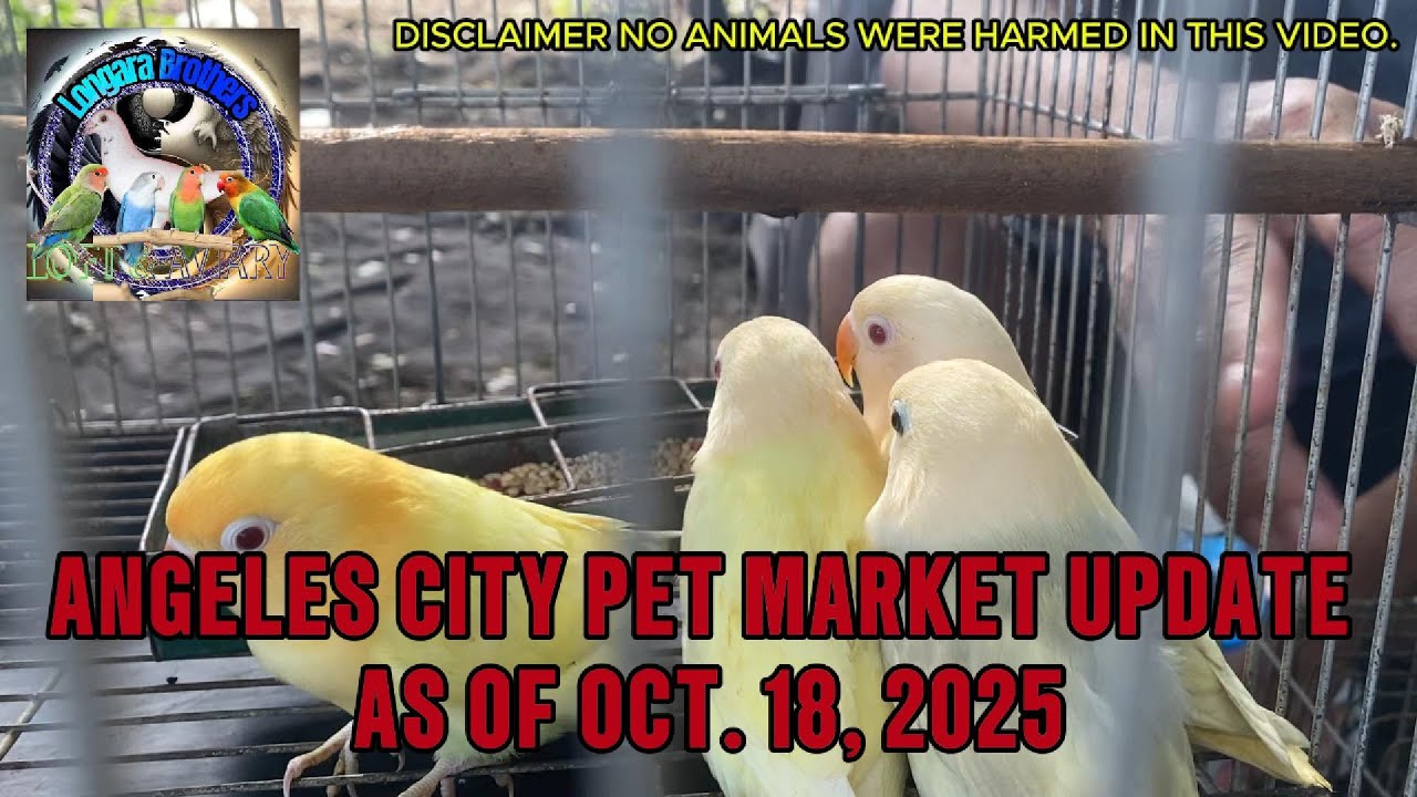 Angeles City Pet Market Update as of OCt. 18, 2025 