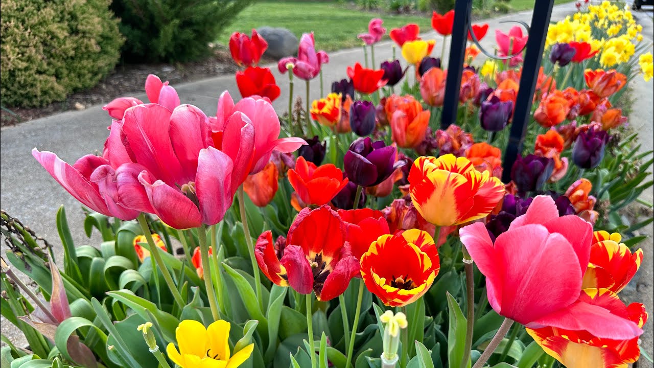 🌱Spring is Here!🌱 Cottage Garden Tour ** Silent Garden Tour **