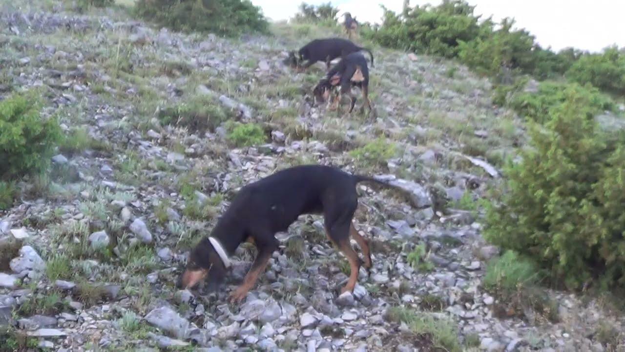 SEGUGIO ITALIANO (ΙΤΑΛΙΚΟΙ ΙΧΝΗΛΑΤΕΣ)
