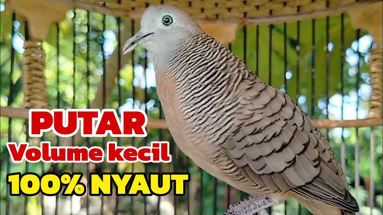 Perkutut lokal gacor PUTAR VOLUME KECIL SAJA 100% PASTI NYAUT 