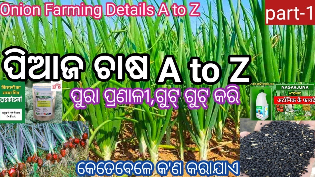 ପିଆଜ ଚାଷ ର ପୁରା ଡିଟେଲ୍ A to Z //ଉଇଲ୍ ଚାଷ ସବୁ // Onion Farming Details A to Z