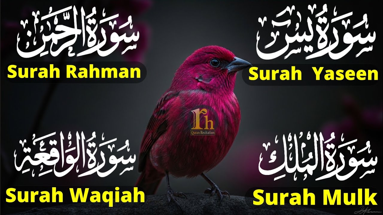 Beautiful Surah Yaseen (Yasin) | Surah Rahman | Surah Waqiah | Surah Mulk | Episode 96