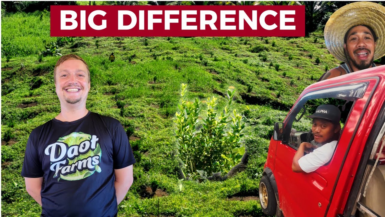 PHILIPPINES FARMING SUCCESS? Big Calamansi Growth And Cateel Friends!