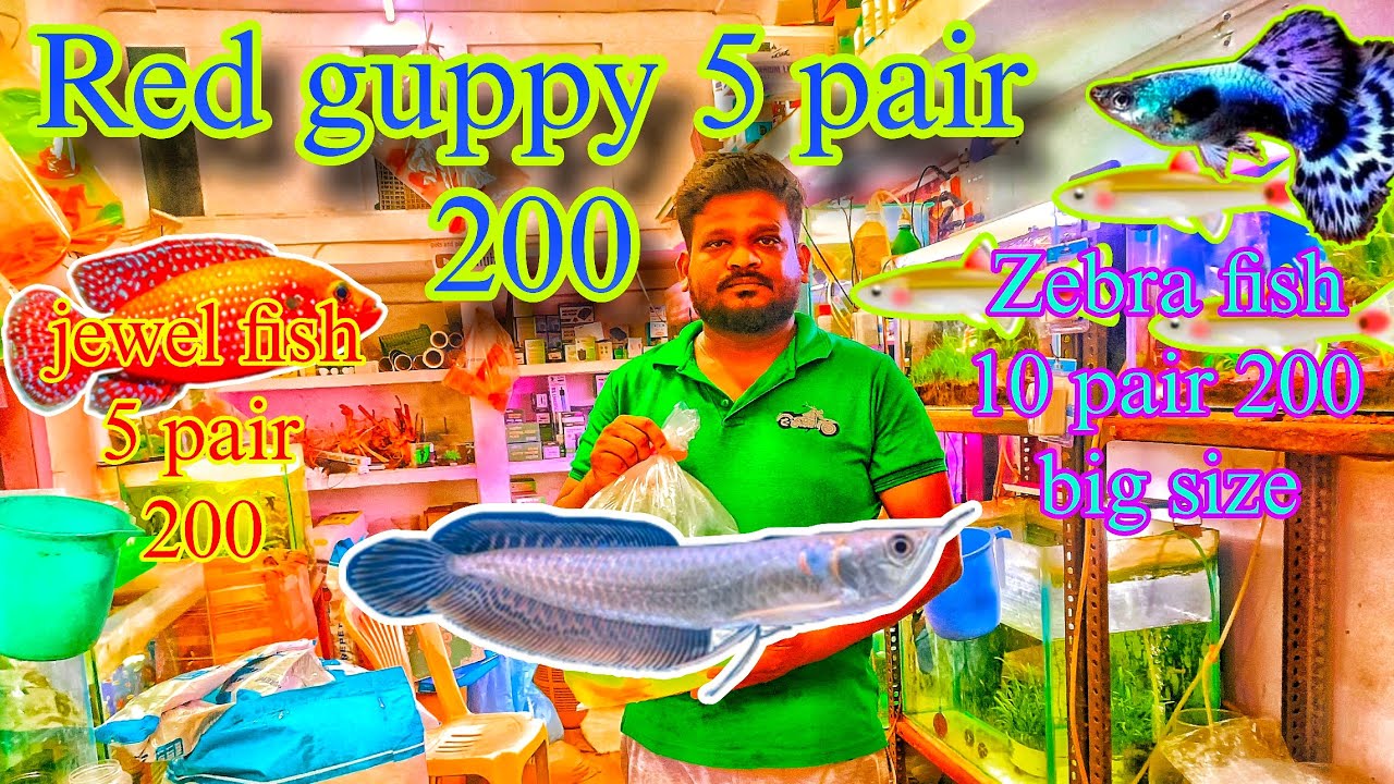 Red guppy 5 pair 200 only in pets and plants aquarium Pudukkottai 95 24 50 99 85 ✅