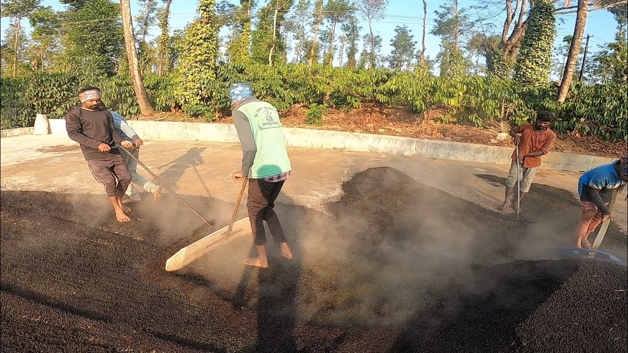 EASIEST WAY TO DRY BLACK PEPPER|#ಕನ್ನಡವ್ಲಾಗ್ #agriculturevlog