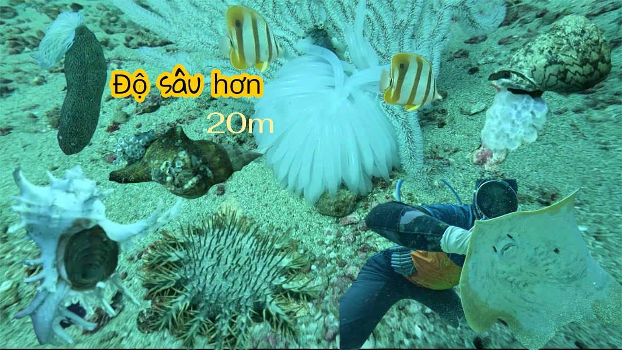 Liều mình ra vùng nước sâu lặn không ngờ toàn những con ốc có giá trị,may mắn bội thu