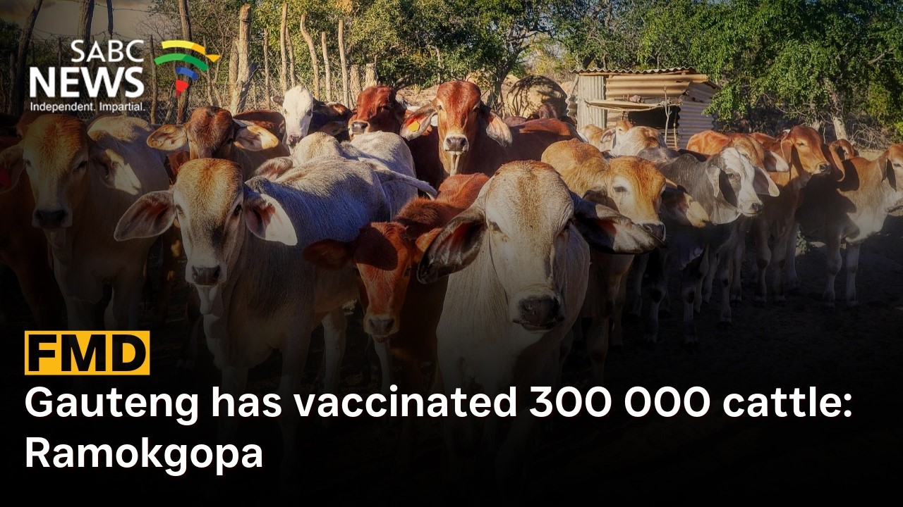 FMD Outbreak | Gauteng has vaccinated 300 000 cattle: Ramokgopa