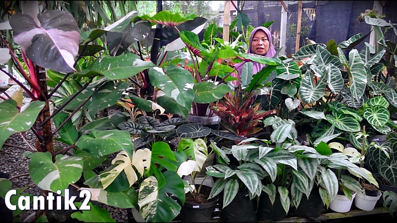 Tanhis Stok Baru Cantik2 Unik2 Josh Gandos