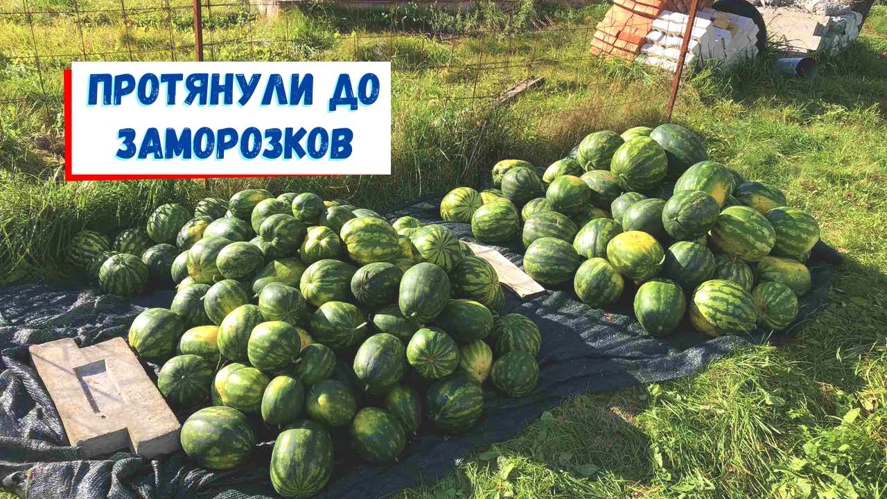 Первый урожай арбузов
