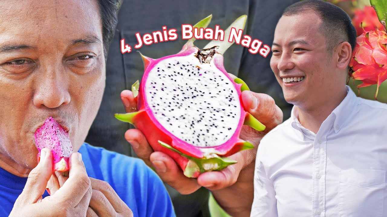 Proses Penuh Tanaman Buah Naga di HL Eco Farm | Buatan Malaysia