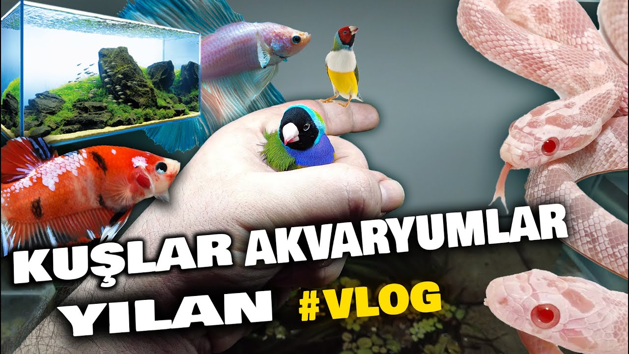 BEBEK YILAN | CENNET KUŞU VE AKVARYUMLARIM! #akvaryum #yılan #betabalığı #lepistes