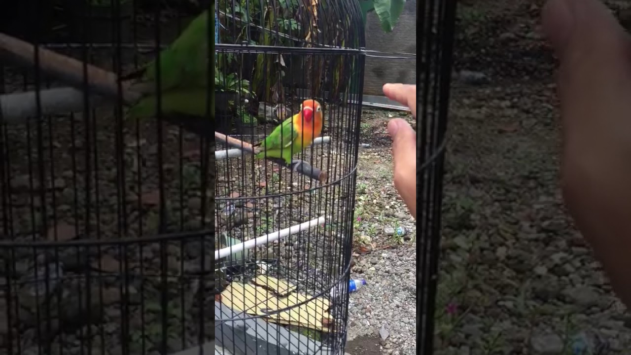 Lovebird Paud Belajar Ngekek