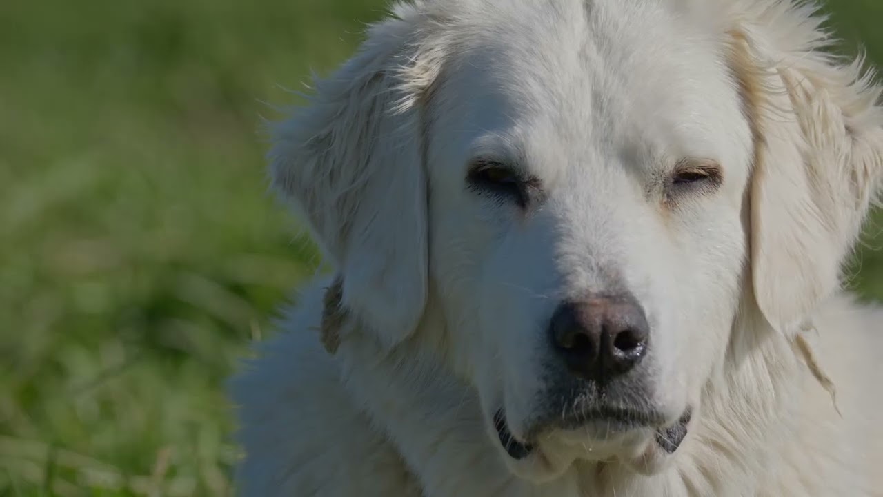 Pastierske strážne psy