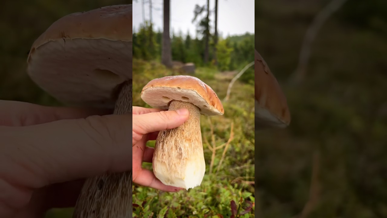 Houby 2025 - kr&aacute;sn&yacute; hřib  #mushroom #nature #houby #grzyby #boletus #pilze #porcini #fungi #asmr