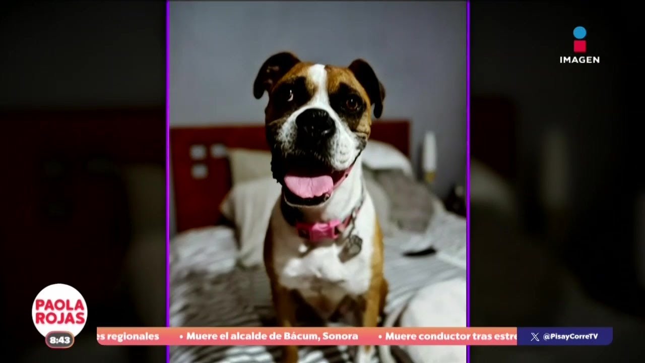 Rescatan a perrita maltratada y encadenada en Edomex | DPC con Paola Rojas