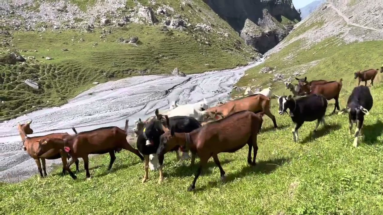 W. Kaiser: Griesalp - Gamchi - Tibet - BO / BE