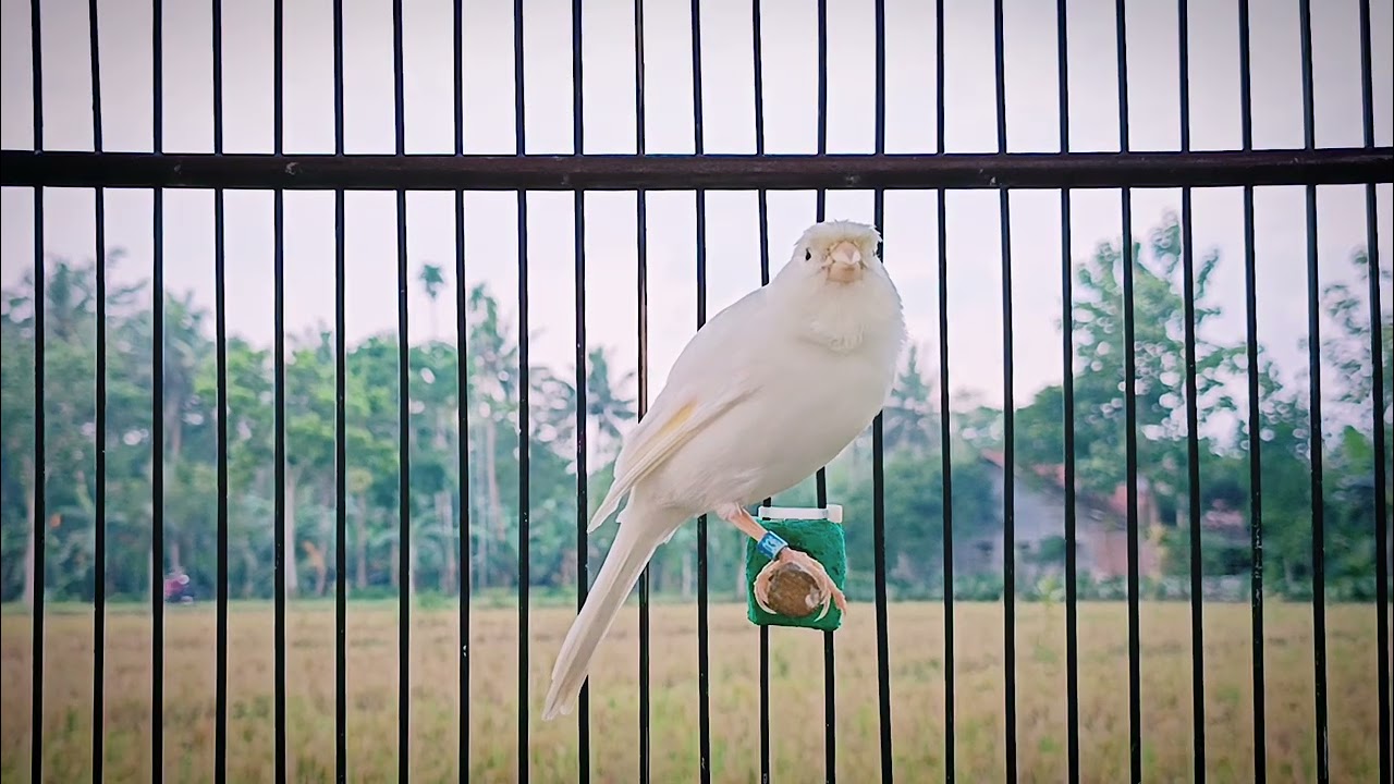 Best Canary Training Song for Relaxation