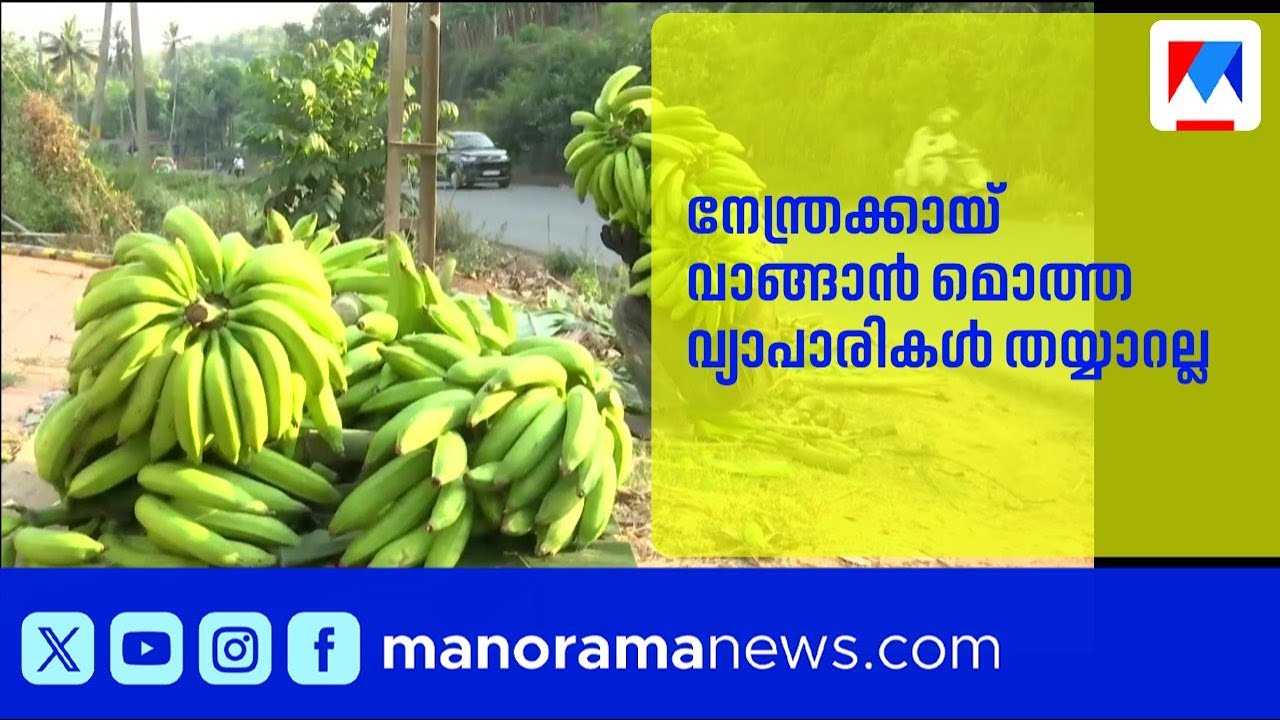 നേന്ത്രക്കായ് വാങ്ങൽ നിർത്തി മൊത്ത വ്യാപാരികൾ; കർഷകർ ദുരിതത്തിൽ |WayanadFarmers | BananaPriceCrash