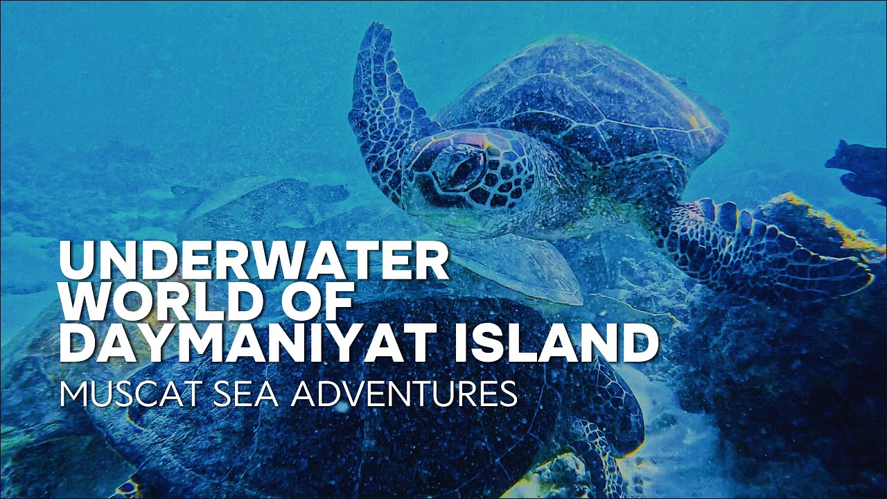 Unreal Marine Life in Oman | Explore Daymaniyat Islands
