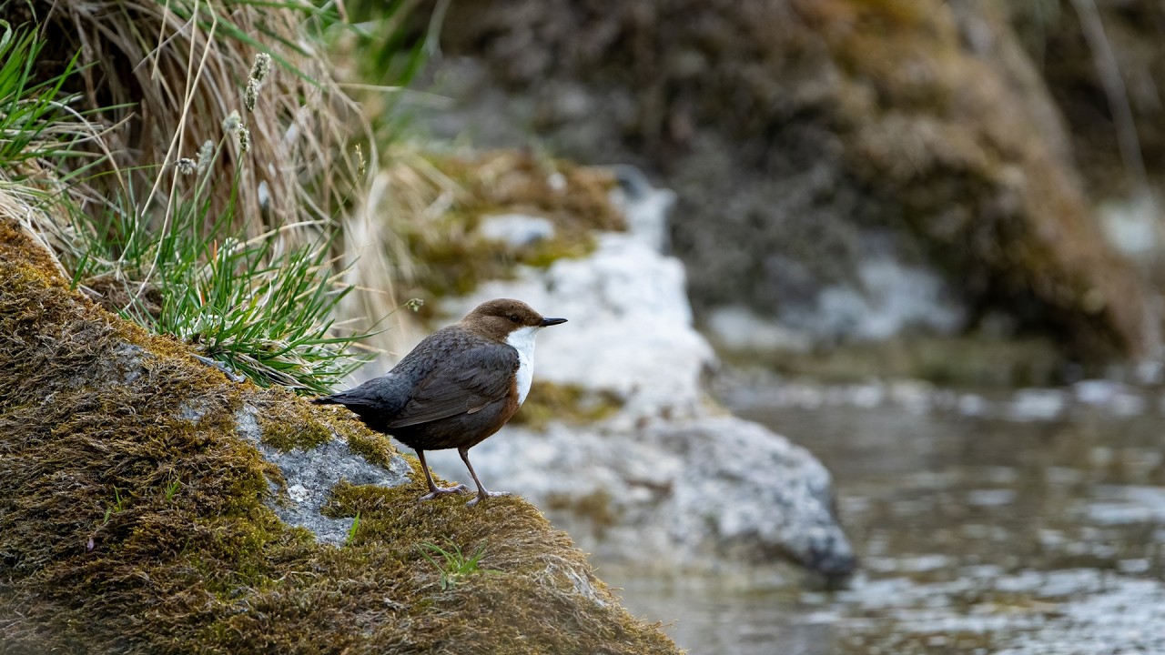 Tegernsee - Vogelwelt I - Wasseramsel, Tannenhäher u.a.