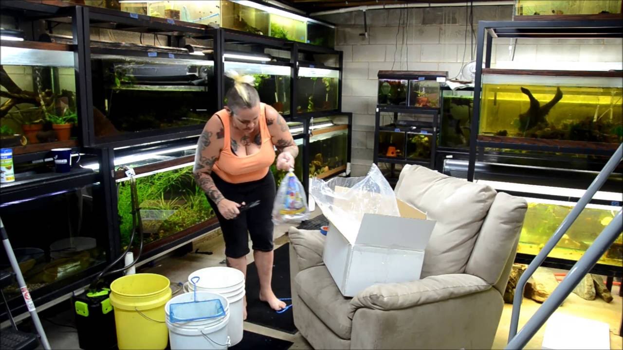 How to unpack shipped fish- Tuesday Tip-