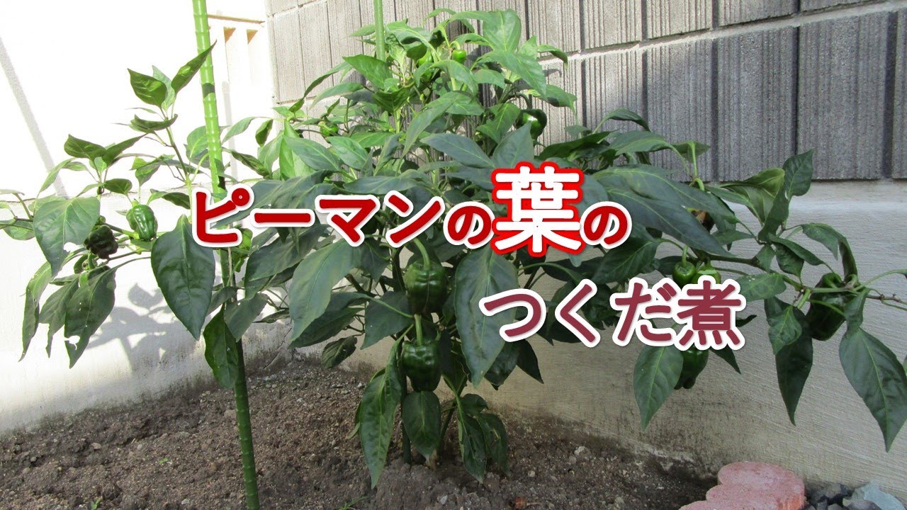ピーマンの葉のつくだ煮