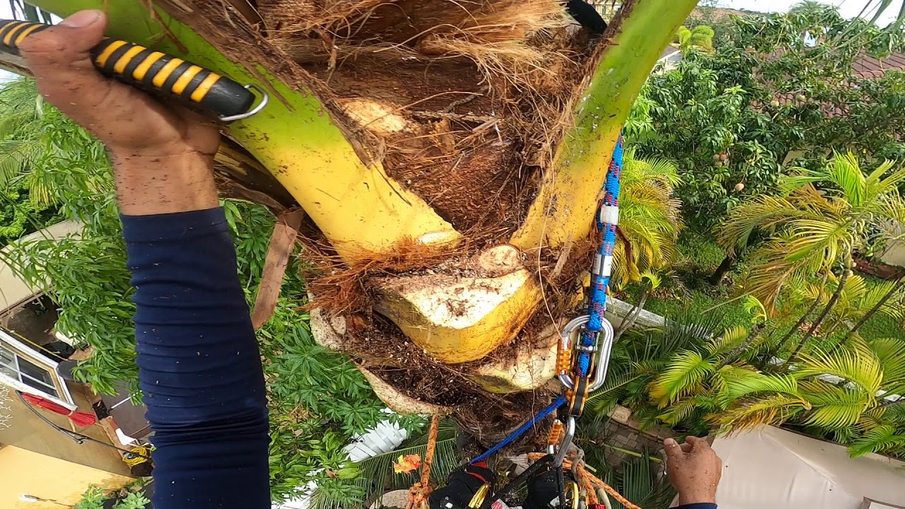 limpieza de Mata de coco