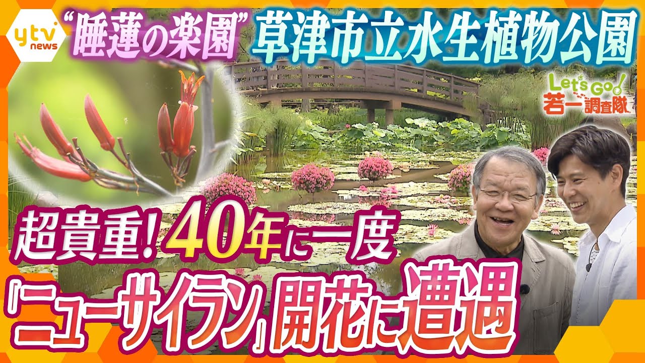 【若一調査隊】優れた技術で「日本初」の開花を実現!日本最多といわれるスイレンの花と国内でも貴重な植物の数々、琵琶湖のほとりの癒しスポットを徹底調査