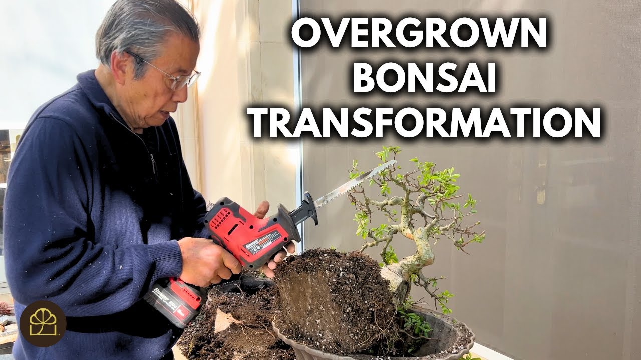 How to Whip an Overgrown Bonsai Tree Back into Shape