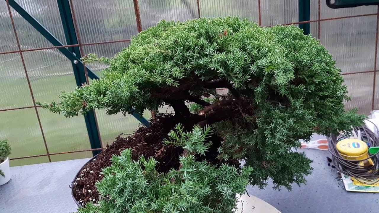 Creating a juniper cascade prebonsai from nurcery stock