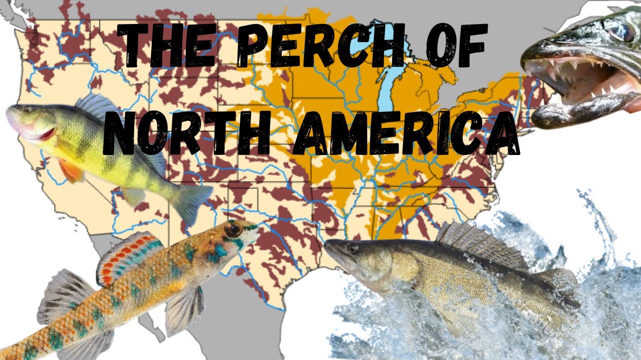 The Perch Species of North America : A guide with range maps