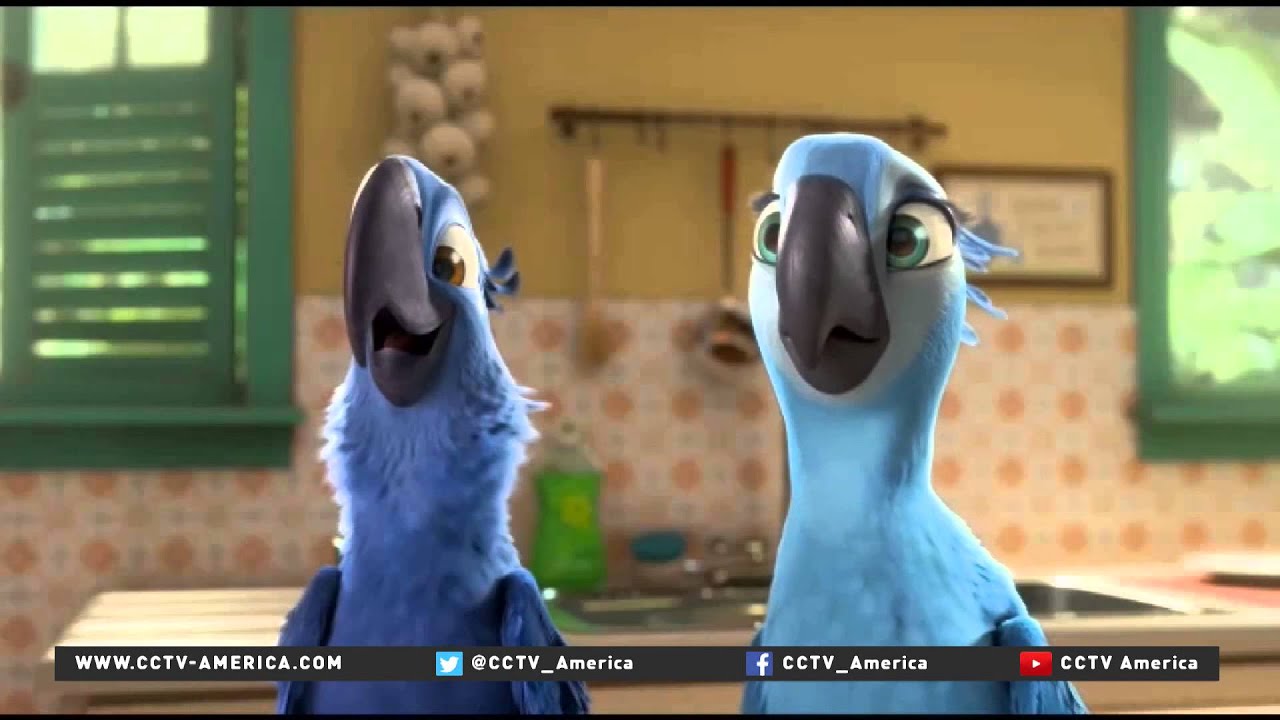 Project aimed to help save Spix birds from extinction