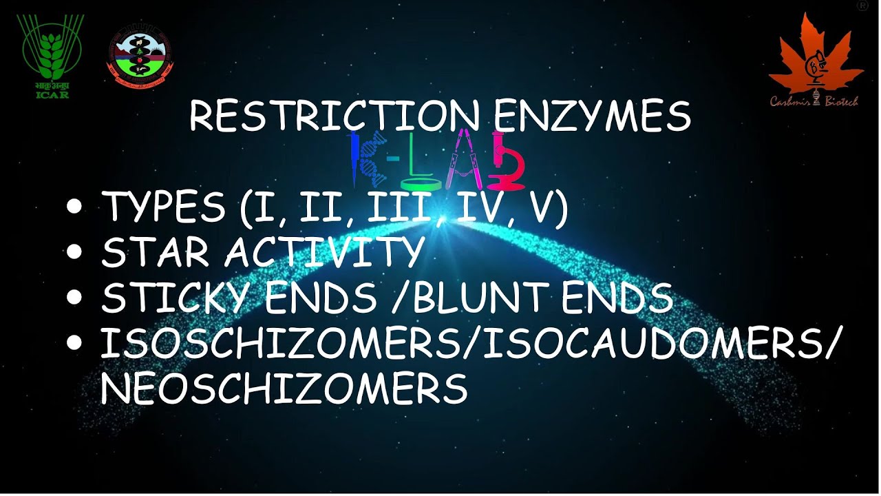 Molecular Scissors Unveiled: How Restriction Enzymes Revolutionize DNA and You