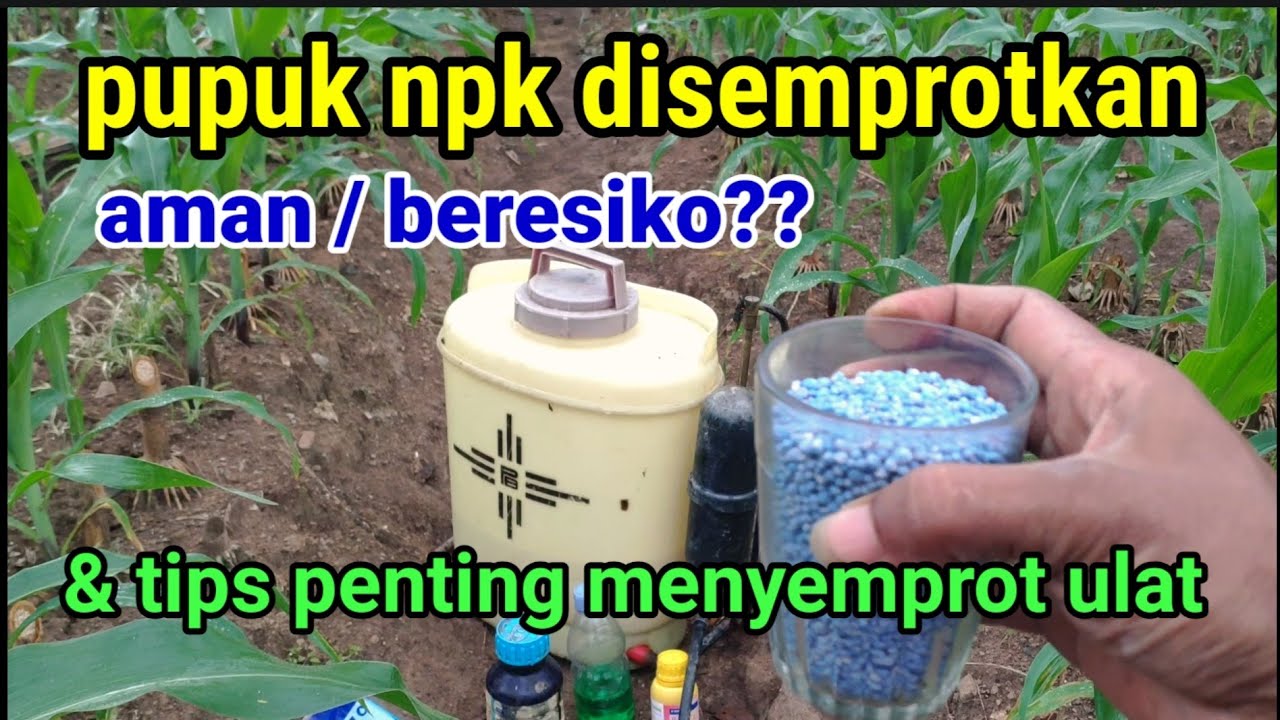 cara menyemprot ulat di jagung || pupuk npk disemprotkan