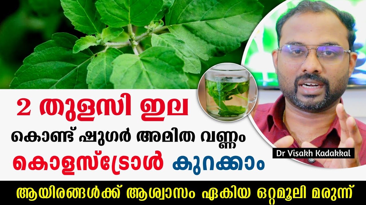 2 തുളസി ഇല കൊണ്ട് ഷുഗർ, അമിതവണ്ണം, കൊളസ്ട്രോൾ കുറക്കാം ; ഒറ്റമൂലി | Thulsi health benefits malayalam