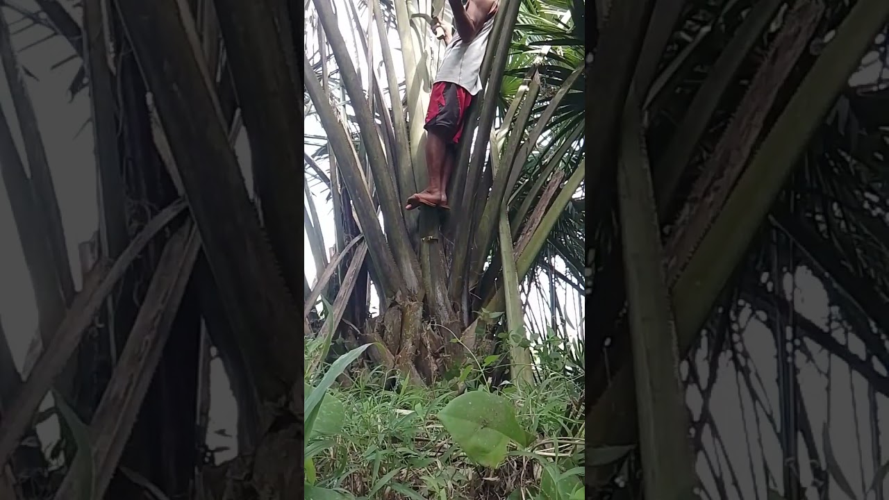 Nagputol Ako ng talbos ng buli para Gawin rapya.mga ka provinsya.