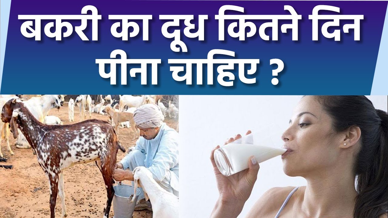 बकरी का दूध कितना पीना चाहिए | बकरी का दूध पीने का तरीका | Boldsky