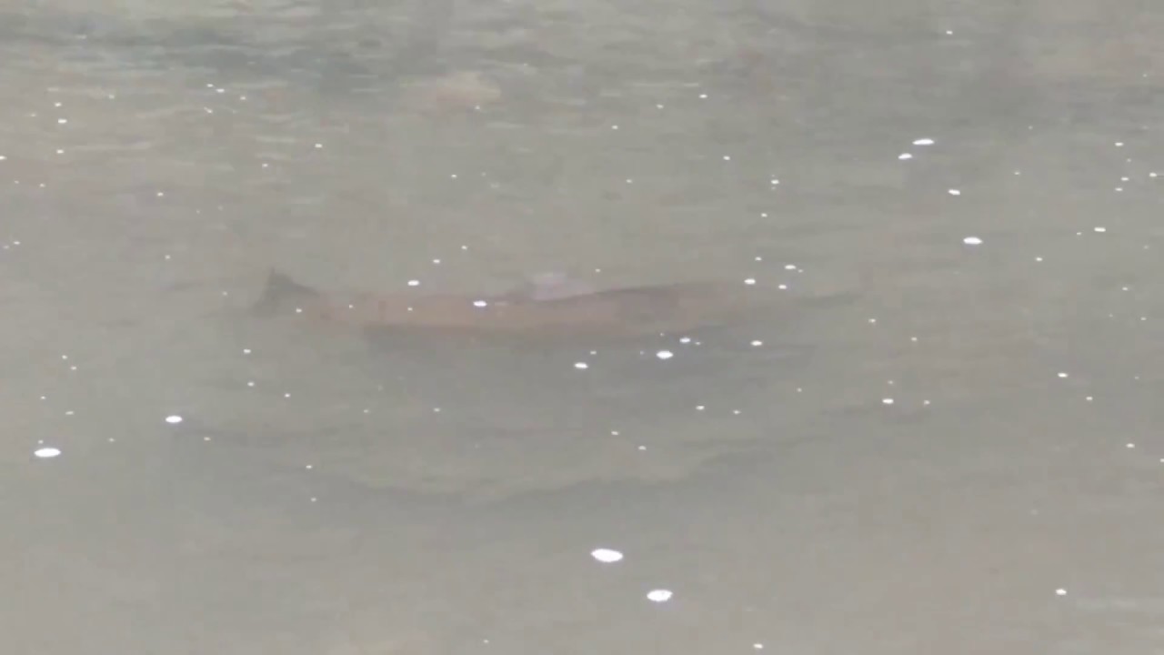 Salmon Spawning and Swimming Upstream