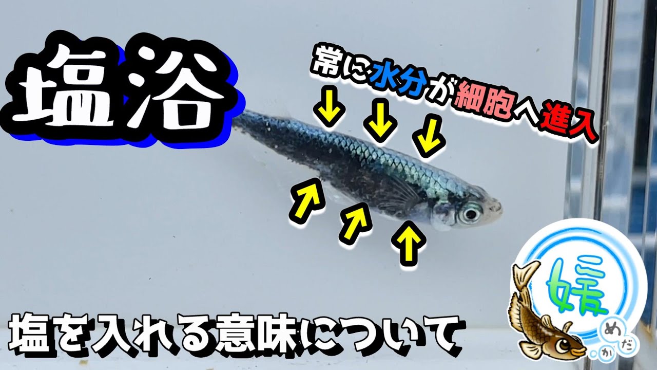 塩浴・塩水浴をする意味について～浸透圧を意識した塩水浴に対する考え方～【海でも生きられるメダカたち/メダカと塩】