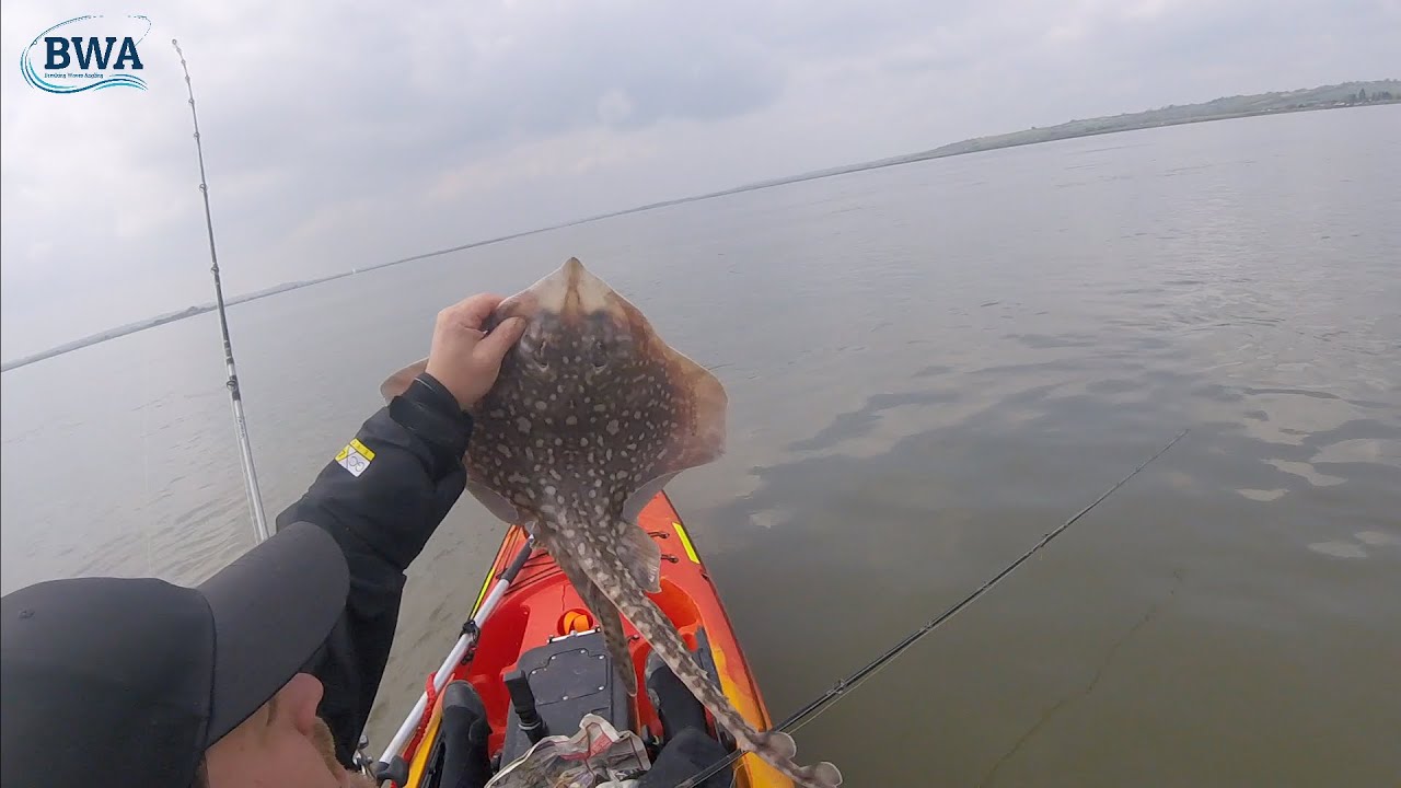 Kayak fishing - River crouch (Essex) - Thorn back rays and bass